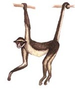 Macaco Aranha, Olha a pose do indivíduo!!!