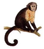 Mamíferos: Macaco-prego-de-peito-branco (Cebus albifrons)