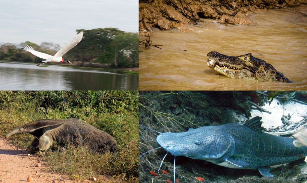 Exemplos de espécies da fauna pantaneira, como o tamanduá-bandeiras, o jacaré-do-pantanal, o tuiuiu e o peixe pintado.