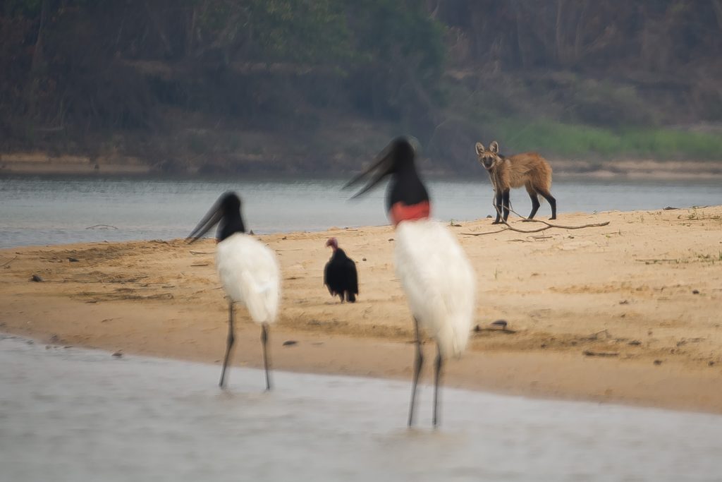 Exemplares de tuiuiú e lobo-guará caminhando em margem seca de rio. Fonte: Redação Agro.