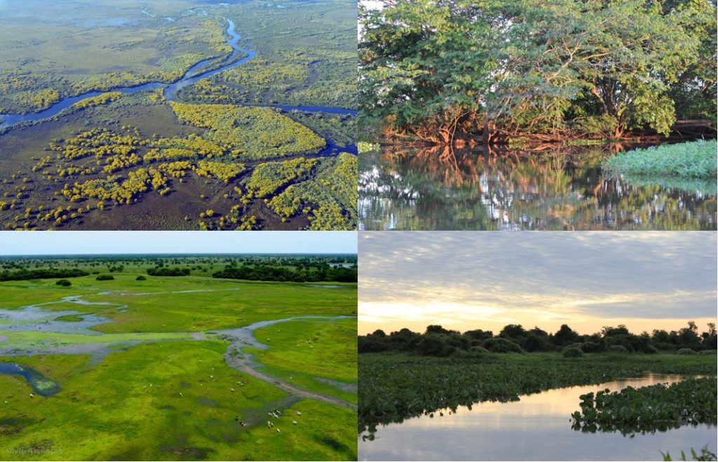 Formações de vegetação do pantanal, composta por rios, vegetações arbustivas e ciliares.