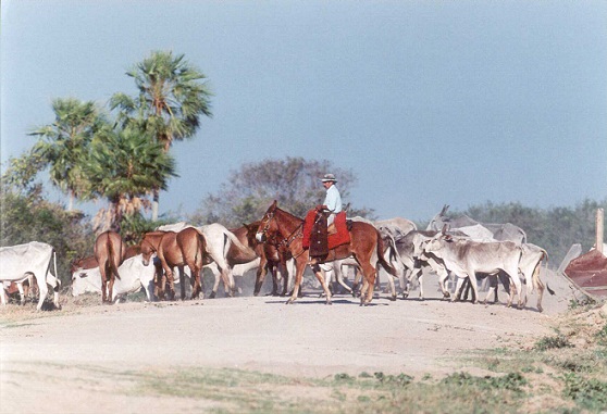 Travessia do gado no Pantanal. Imagem: Manoel Fernandez de Souza. Fonte: Embrapa.