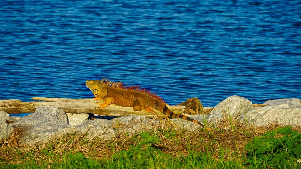 Iguana em local mais ensolarado, auxiliando sua manutenção da temperatura corporal.