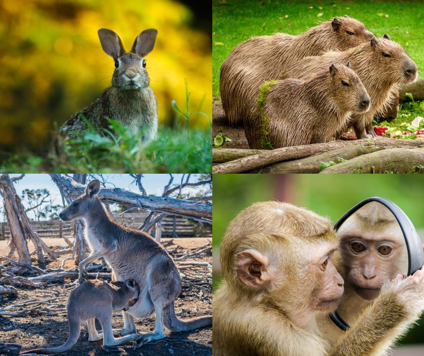 Exemplares de coelho, capivara, canguru e macaco, características gerais.