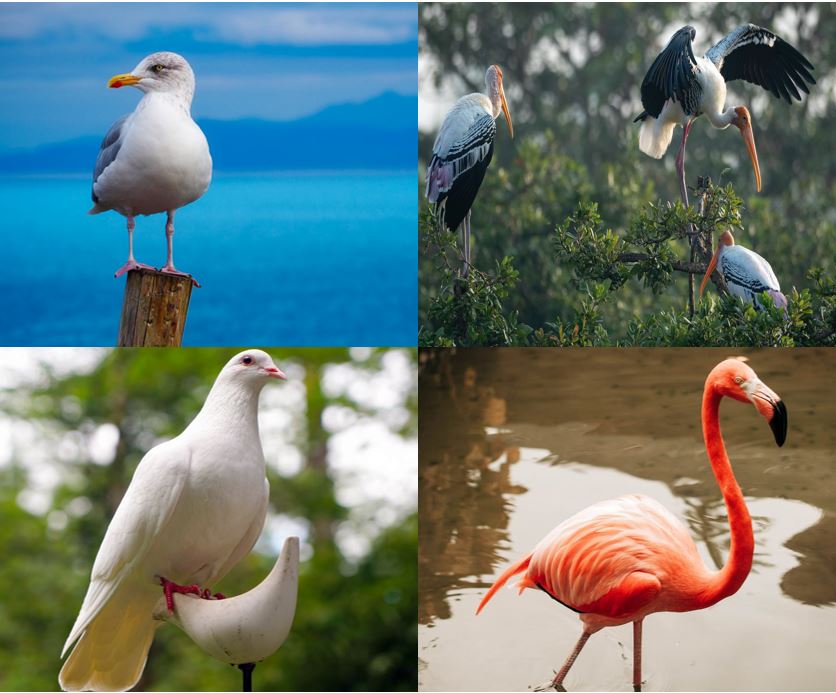 Exemplares de gaivota, cegonha, pomba e flamingo, características gerais.