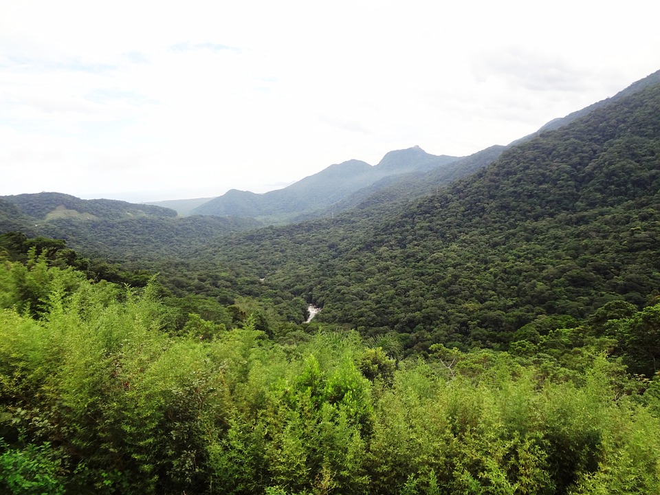 Paisagem de incrível diversidade de flora da Mata Atlântica.