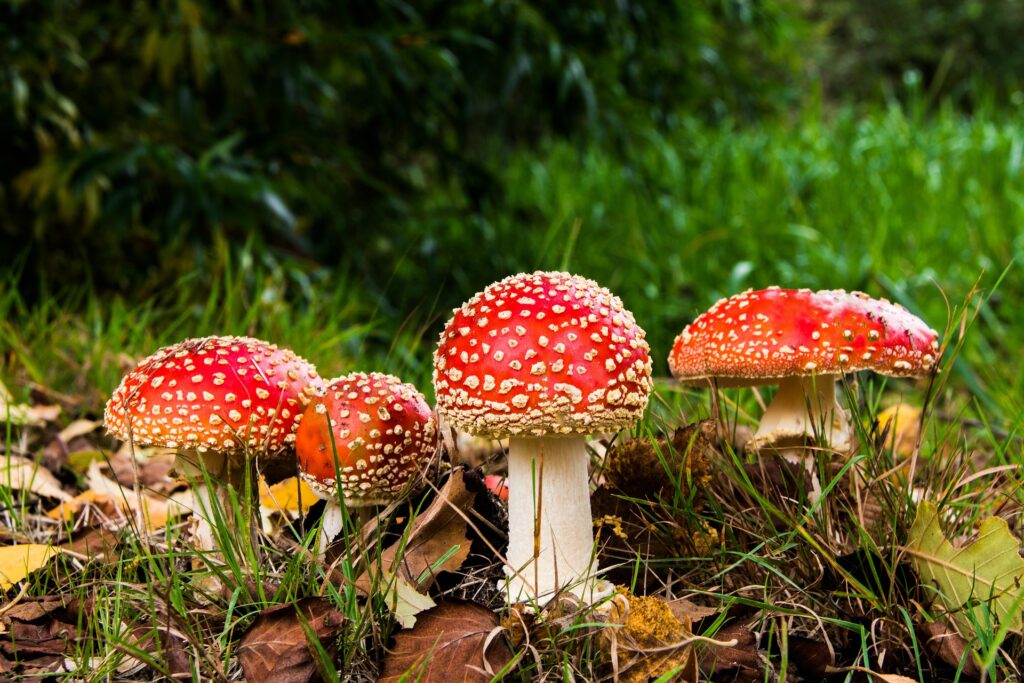 Exemplo de espécie de fungo, um importante decompositor da natureza.