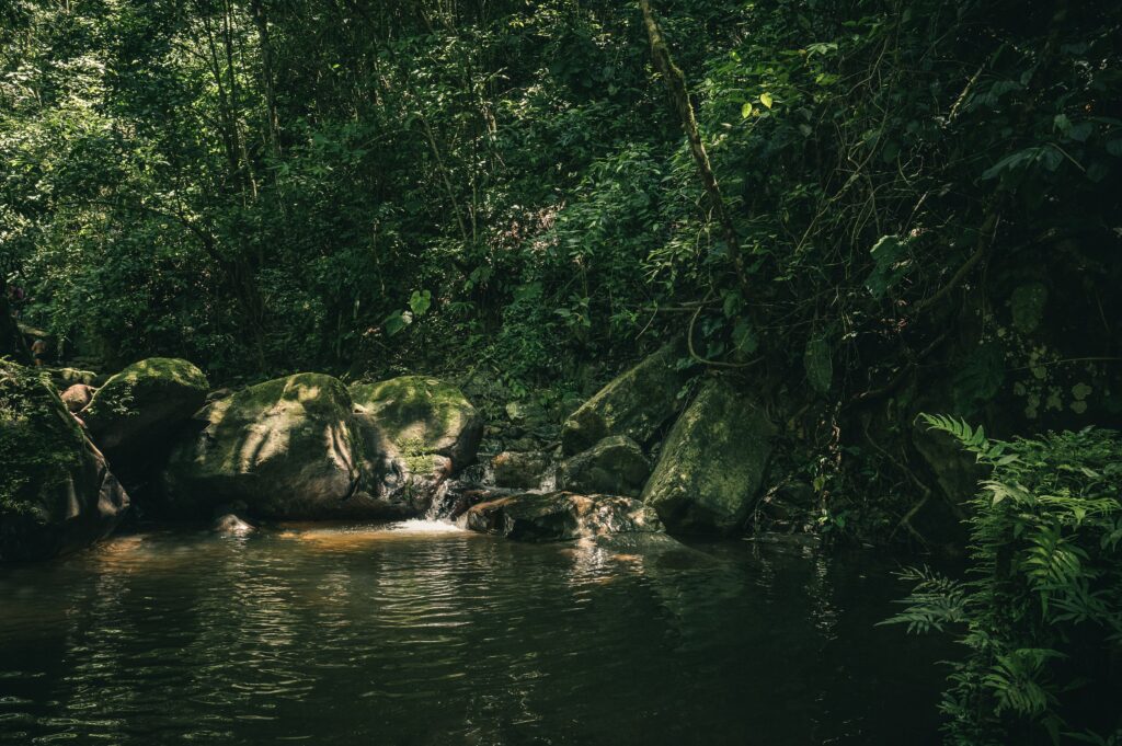 Registro da Floresta Amazônica.