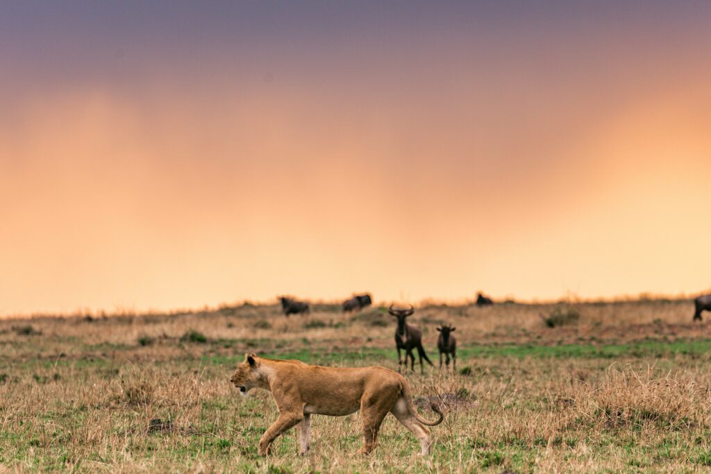 Exemplo de relações ecológicas de predatismo entre os leões e gnus.