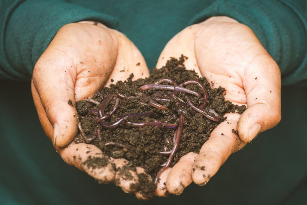 As minhocas fazem parte da biologia do solo, importantes na decomposição e movimentação da matéria orgânica. 