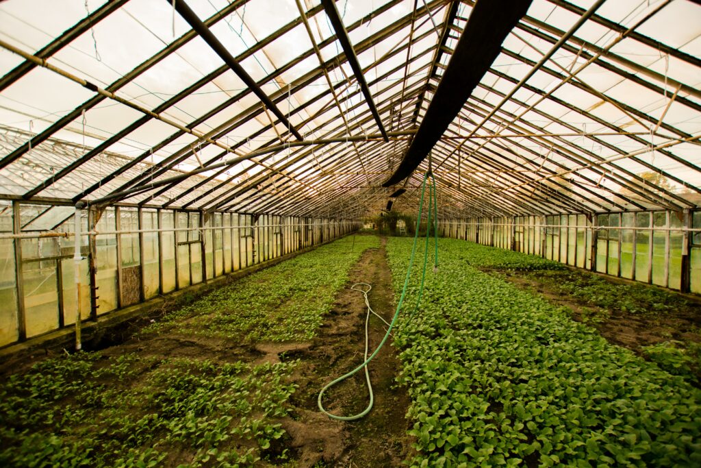 Exemplo de estrutura de viveiro florestal.