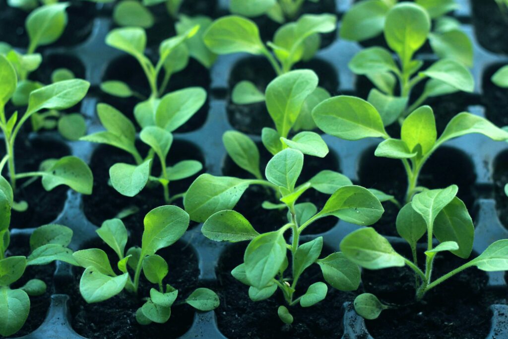 Exemplo de produção de mudas em um viveiro florestal.